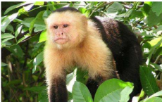 研究发现 在认知灵活性方面 猴子的表现优于人类