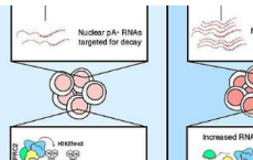 RNA调节对于胚胎干细胞分化至关重要