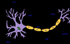 维持甲霉素生物合成保真度的蛋白质