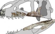 认识来自泰国的新型巨型掠食性恐龙Siamraptor suwati