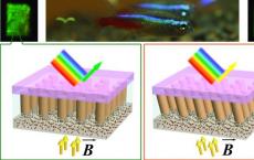 鱼类材料使用纳米柱改变颜色