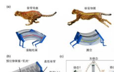 尹杰团队目前致力于机械超材料 软体机器人 以及多功能