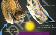 最新研究表明 大型恐龙进化出不同的冷却系统来对抗中暑