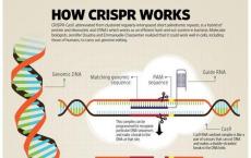 最新鉴定的酶为CRISPR基因组编辑工具箱提供了新工具