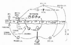 科普下脂蛋白代谢的途径有哪些