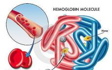 科普下血红蛋白的组成与功能