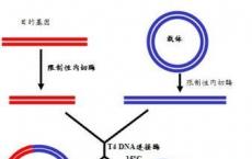 科普下基因物质的转移和重组