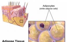 他汀类药物的确会影响褐色脂肪组织的生成