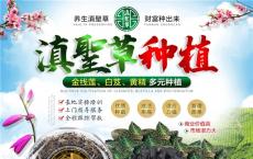 云南嘉农年华滇圣草金线莲种植与总部合作携手走向成功