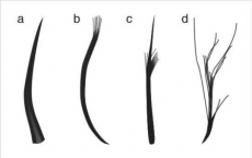 新发现将羽毛的起源推回了7000万年