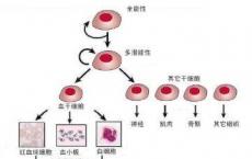 科普下负调节因子包括什么