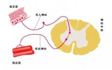 介绍下肉毒毒素的作用机制是什么