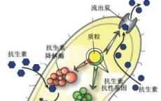 科普下细菌的数值分类法有哪些