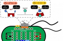 科学家创造了由化学物质引发的电子蛋白质