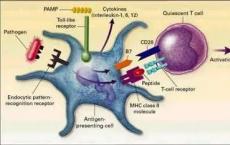 激活人体的免疫系统是一种有前途的癌症治疗方法