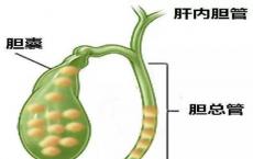 医学常识讲解：人体的胆汁其实是由人的哪个器官分泌的