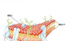 介绍下红细胞膜的结构与功能是什么