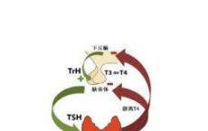 科普下血清甲状腺激素测定小结