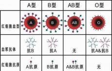 介绍下《临床检验基础》ABO血型抗原