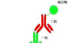 介绍下影响化学标记因素有哪些