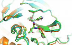 南佛罗里达大学团队分析了四种有希望的抗病毒药物候选物