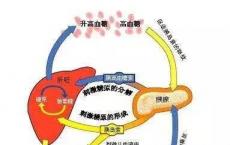 科普下脂蛋白代谢紊乱的原因有哪些