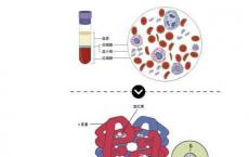 介绍下血液生理—血液的组成有哪些