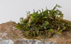 Liverwort植物含有类似于大麻的止痛药