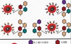 科普下ABO血型抗原知识点随手练