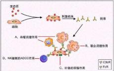 介绍下超敏反应性疾病知识点随手练