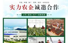 湖北鑫农丰农业发展有限公司白芨种植中草药市场声誉好