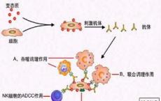 介绍下《临床免疫学及检验》第二十三章：超敏反应性疾病