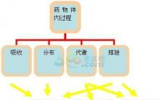 科普下药物体内运转的基本过程中药物转化的意义是什么