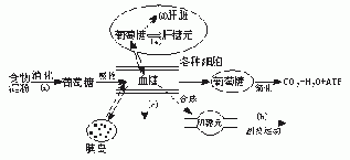 科普下糖代谢的途径知识点习题复习