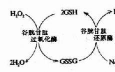 科普下红细胞酶代谢与功能是什么