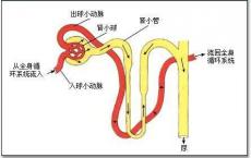 科普下肾小管功能试验都有什么