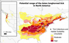 新侵入性蜱的潜在范围覆盖美国东部的大部分地区