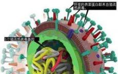 科学研究发现甲型流感病毒的机制