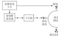 介绍下生化检验：胰岛素的合成、分泌与调节