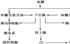 介绍下血糖浓度的调节受到那几个方面的作用