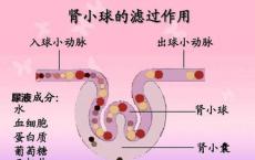 科普下肾小球滤过功能检测小结有哪些