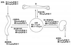 科普下钙磷代谢的调节如何进行