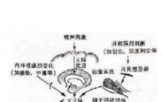 科普下肾上腺皮质激素概述是什么