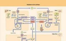 科普下糖代谢的途径都有哪些呢？糖代谢的途径都具有哪些