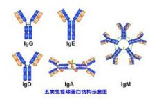 BioRad推出新的同种型特异性二抗