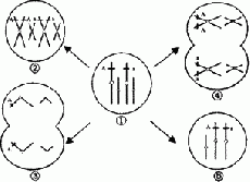 研究人员确定了调节染色体分离的新蛋白质复合物