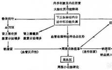 介绍下肾素醛固酮系统的试验是什么