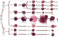 介绍下血细胞发育成熟中的形态演变规律知识点复习题