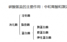 介绍下胰腺的外分泌功能是什么