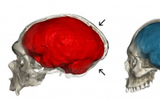 尼安德特人基因为人类大脑进化提供线索